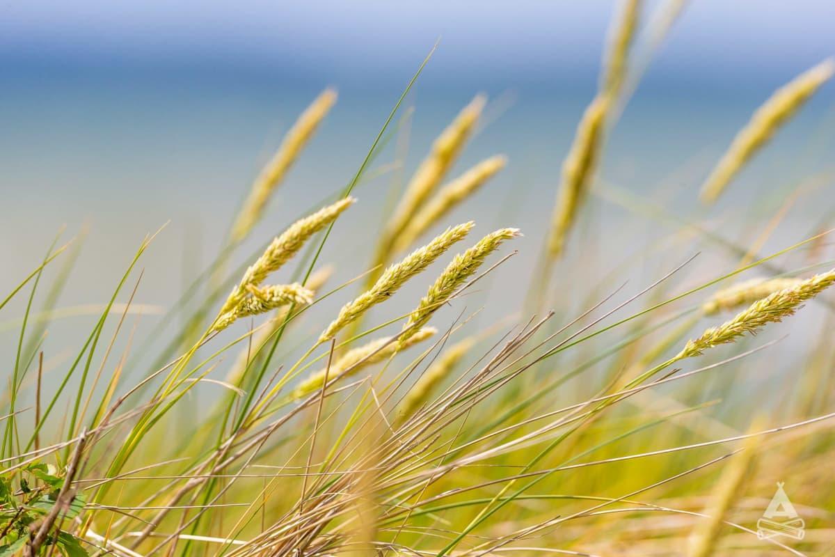 Tiny Seaside Loddenhøj, Aabenraa, Denmark