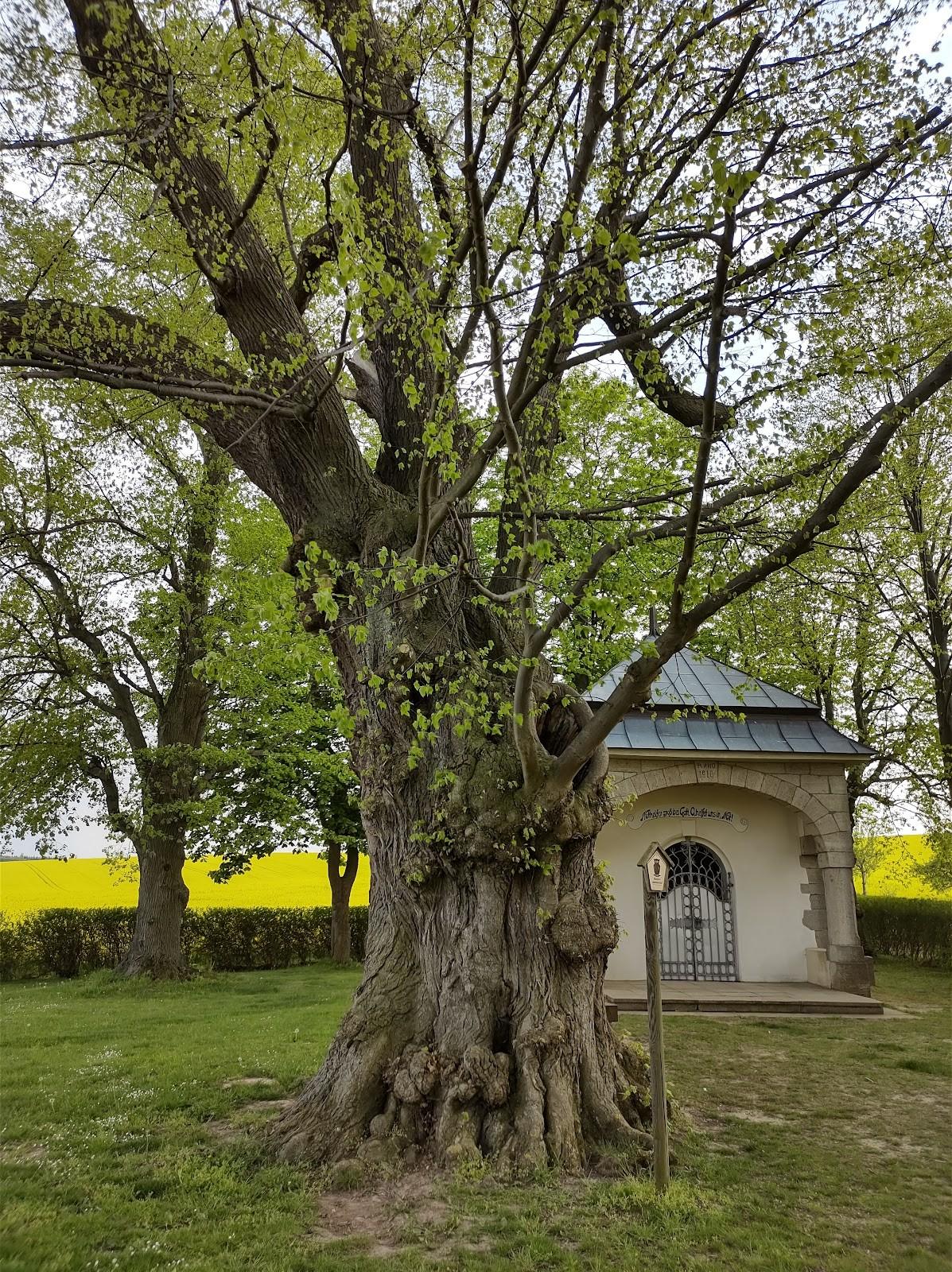 Minicamping und B&B Hintergarten, Niederorschel, Germany