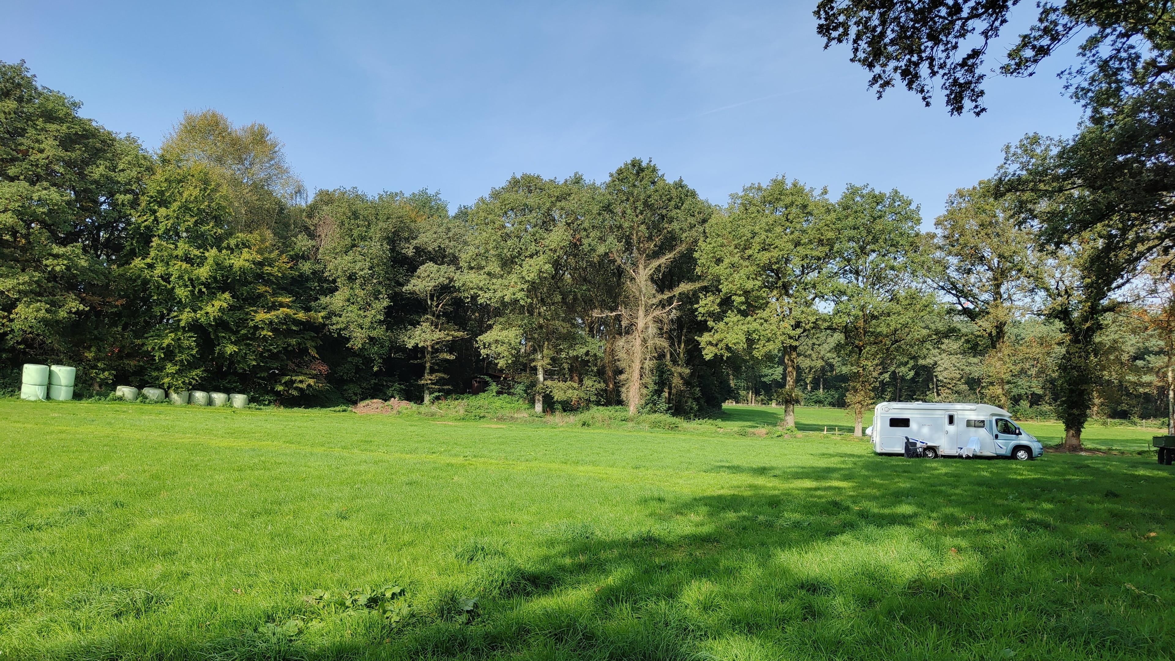 Kleine Weide unter Bäumen , Gölenkamp, Germany