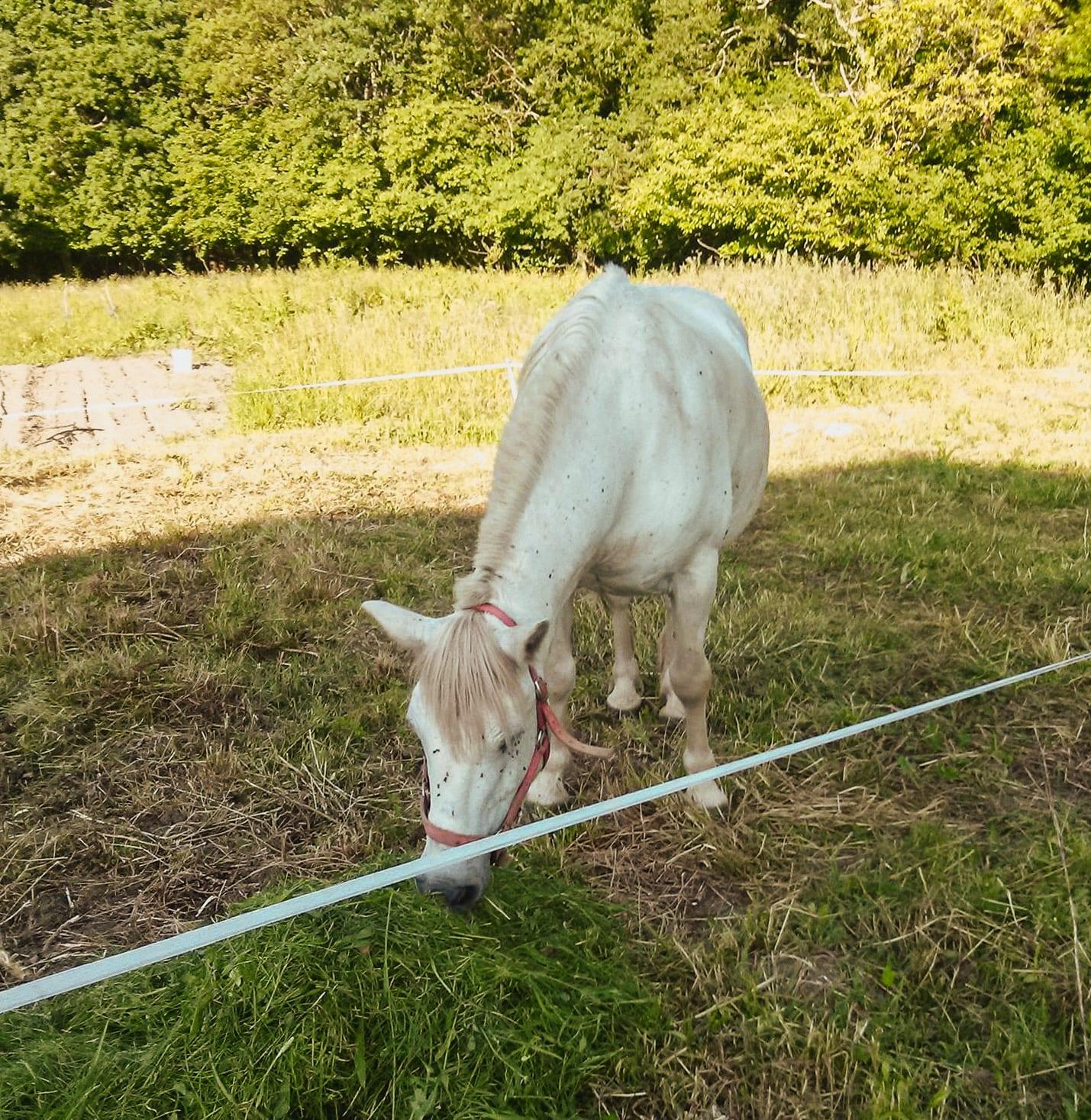 Acampa en la naruraleza, Bizkaia, Spain