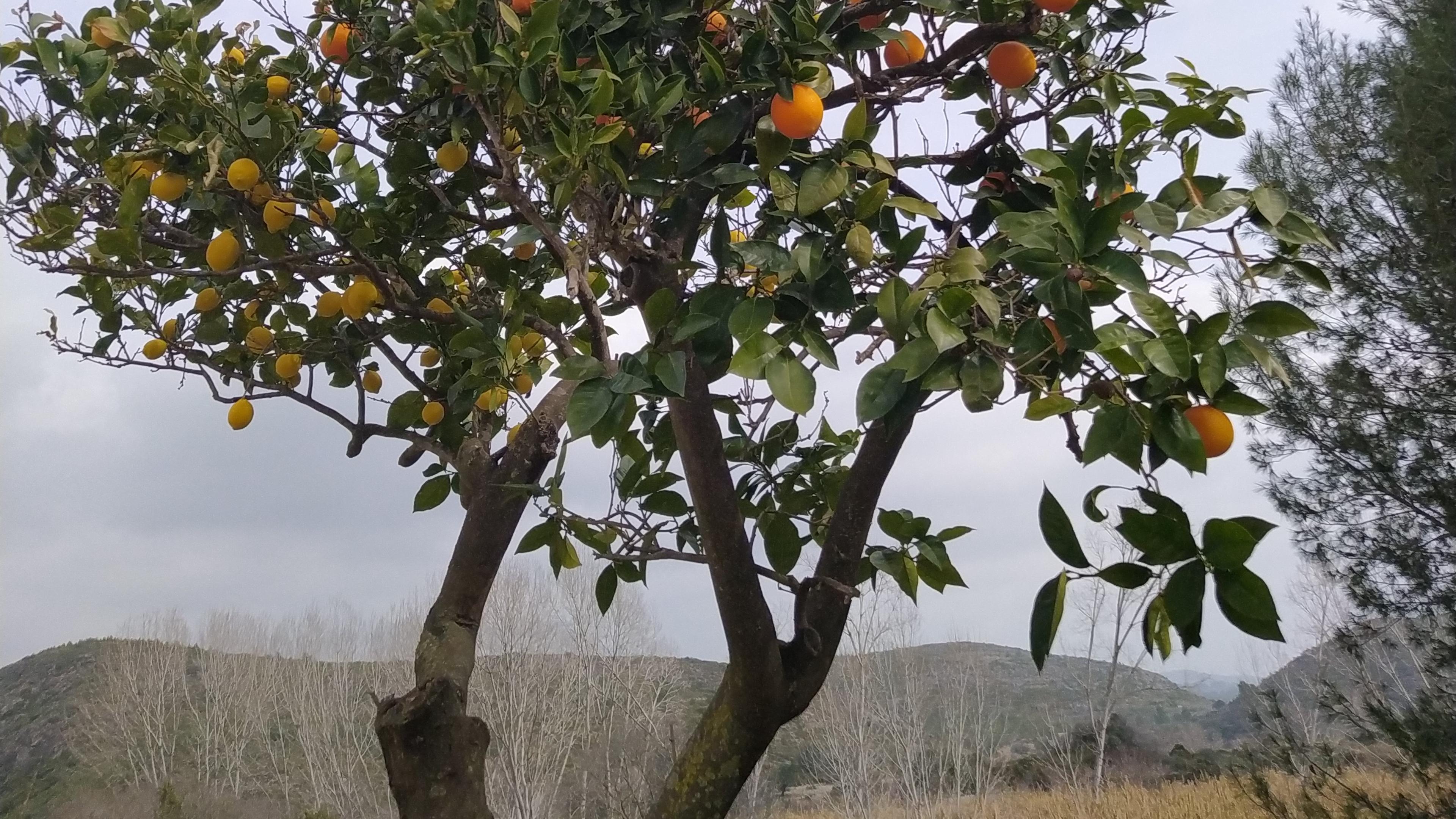 Precioso terreno en Villatorcas., Segorbe, Spain